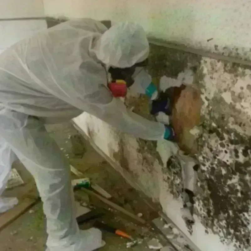 Mold Remediation and Removal in Pahrump, NV